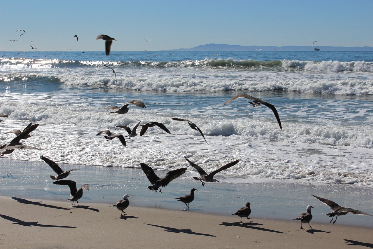 ocean sea relax free photo