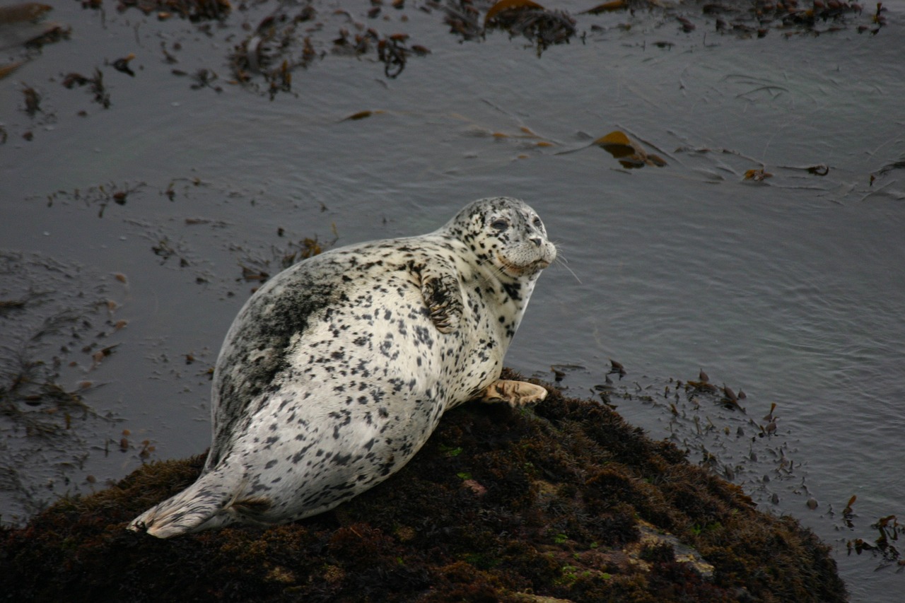 ocean seal california coast free photo