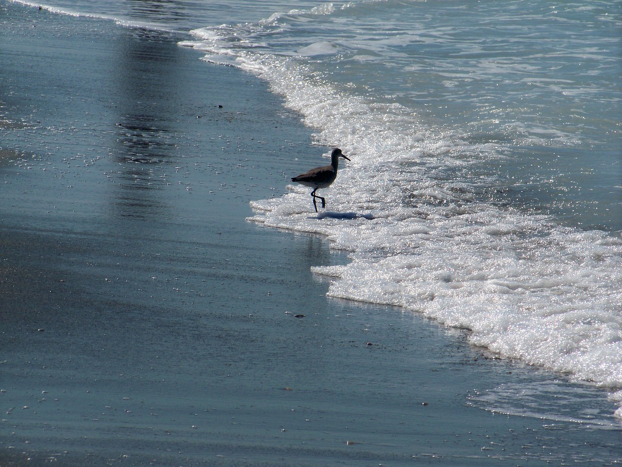 ocean bird sea free photo