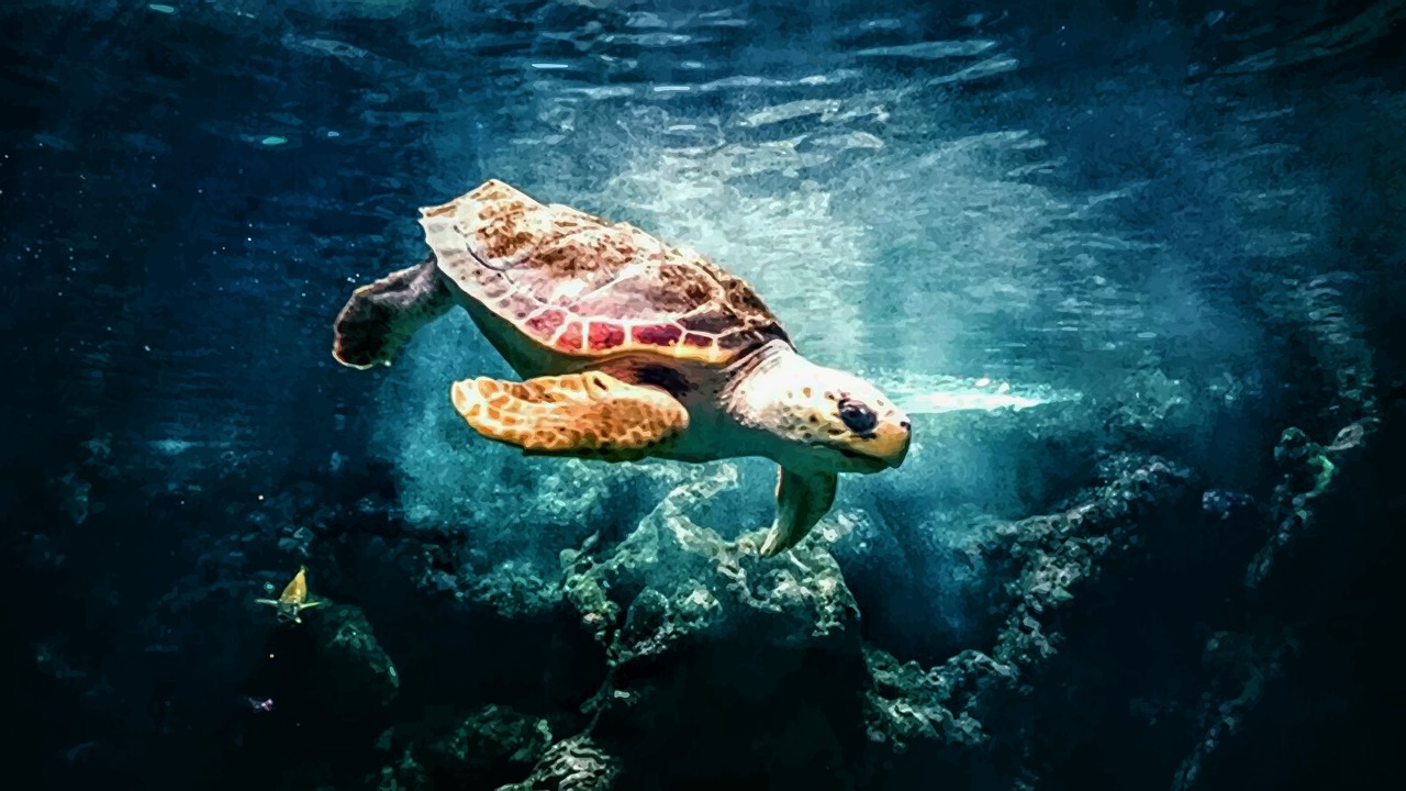 ocean turtle animal free photo