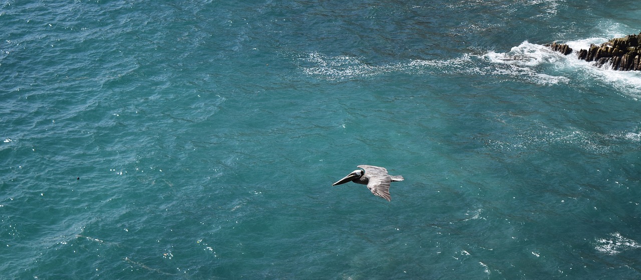 ocean bird pelican free photo