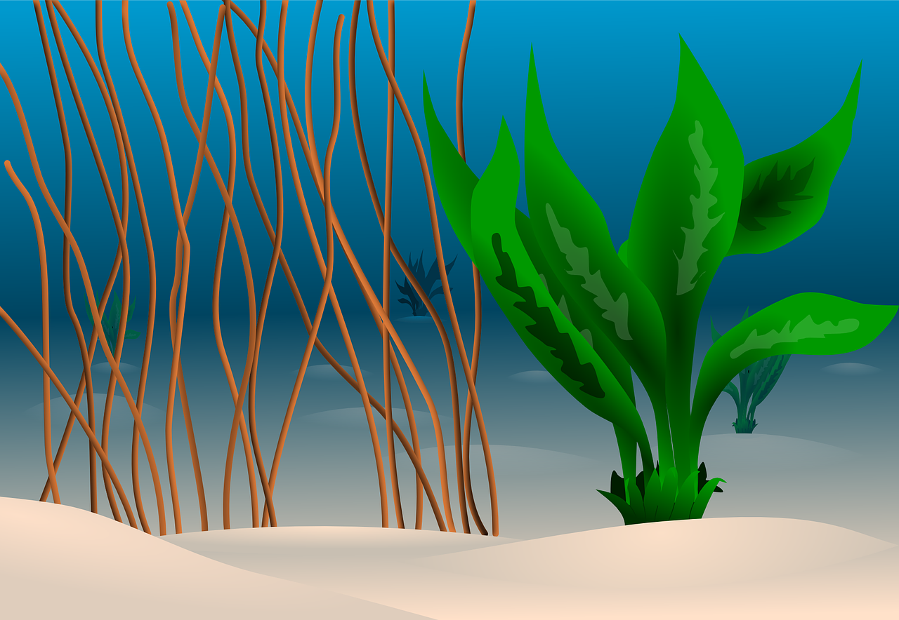 ocean plants sand free photo