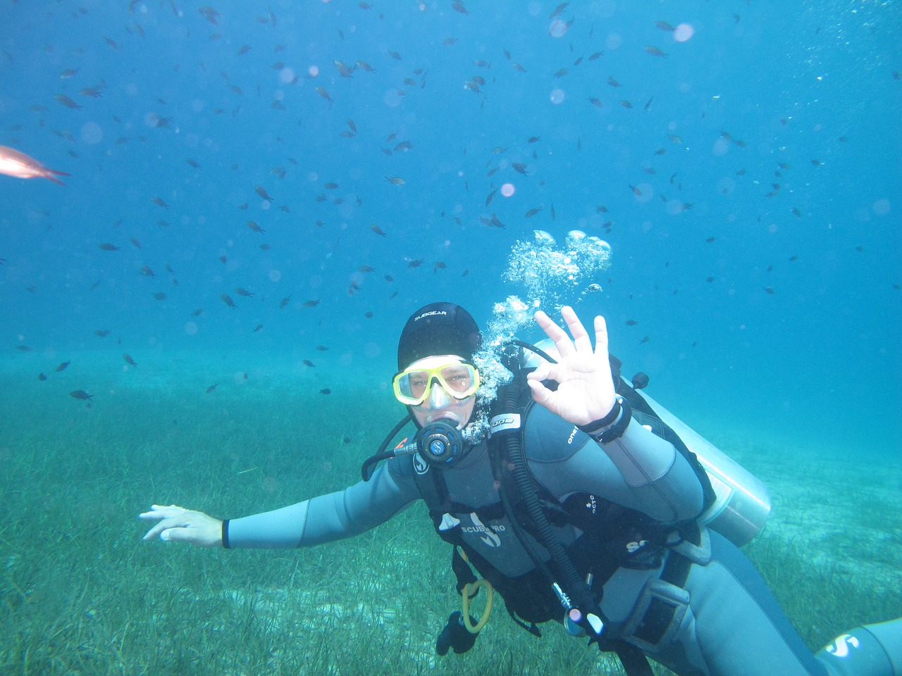 diving ocean underwater free photo