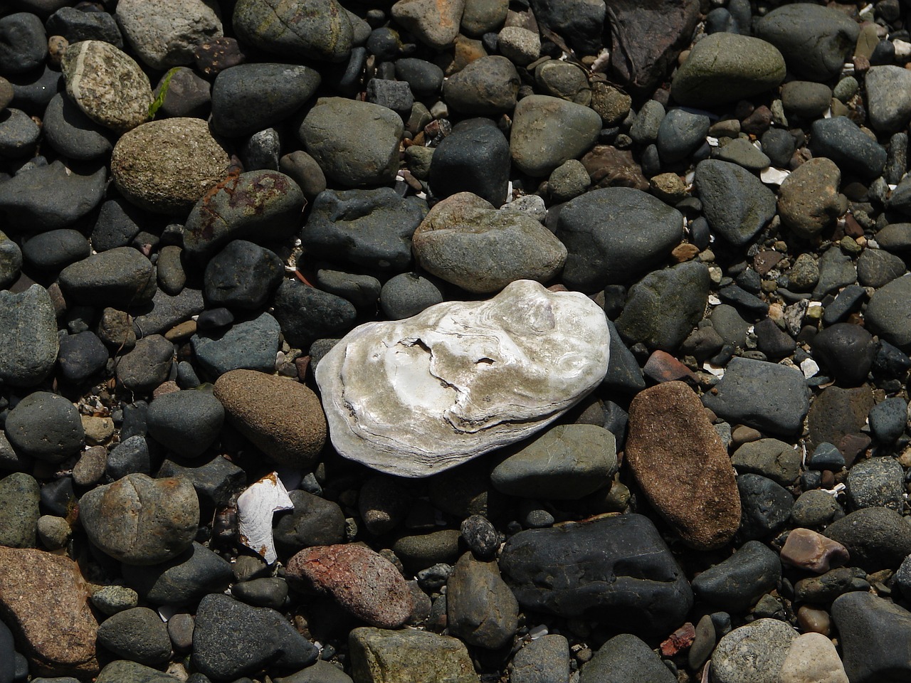 ocean shell seaside free photo