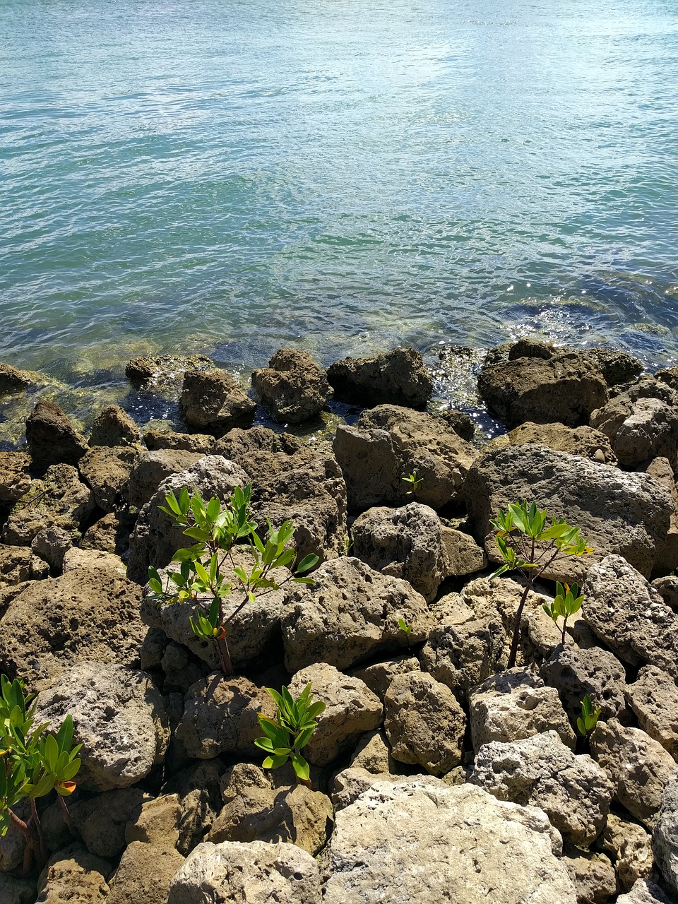 ocean water rocks free photo