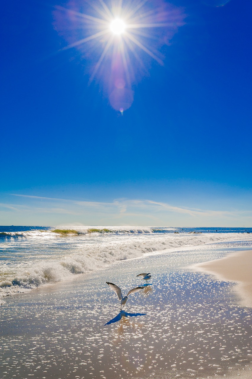 ocean beach seagull free photo