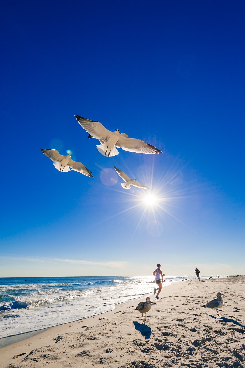 ocean beach seagull free photo