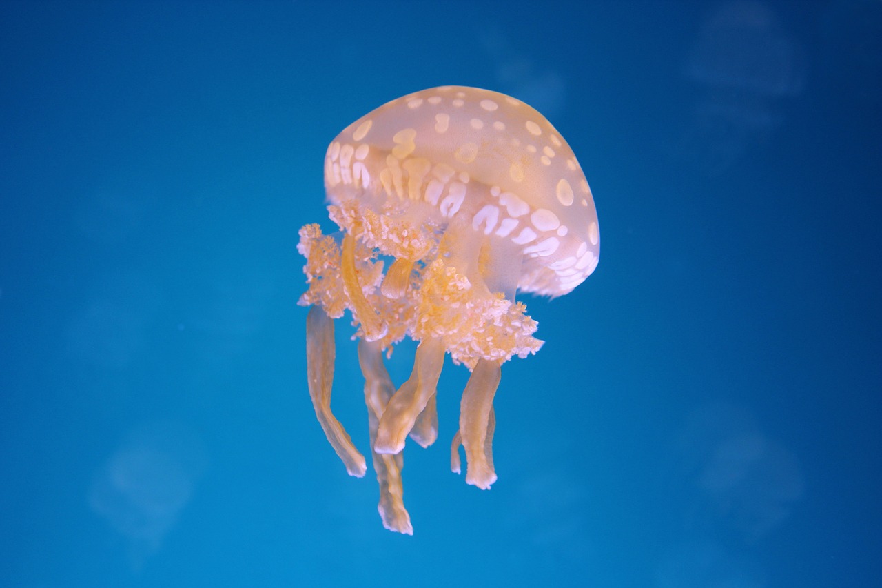 Edit free photo of Ocean,jellyfish,fish,aquarium,blue - needpix.com