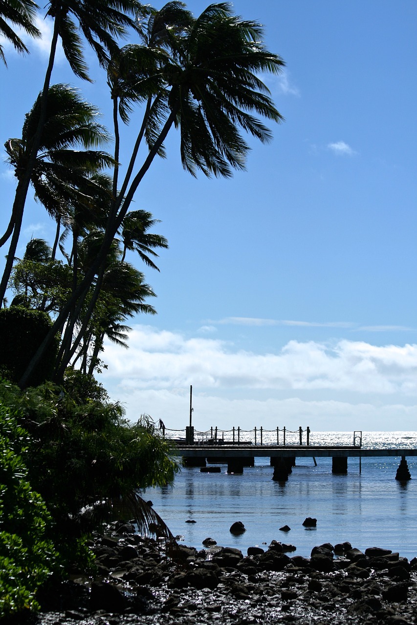 ocean paradise palm free photo