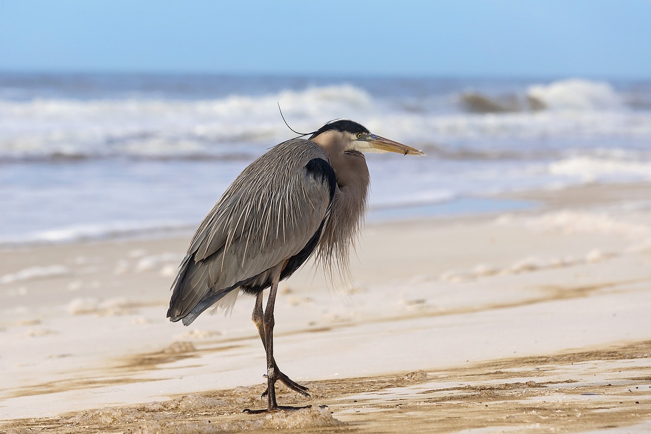 ocean sand bird free photo