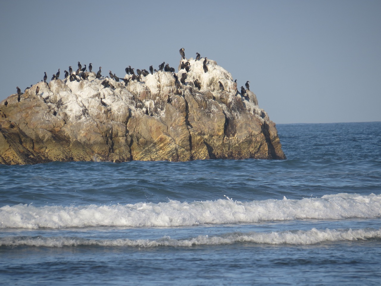 ocean sea bird birds free photo