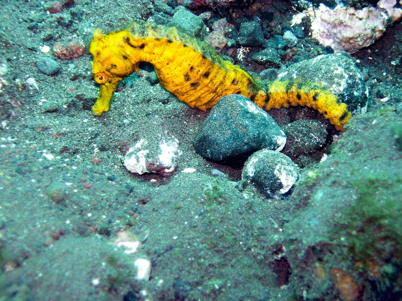 ocean sea seahorse free photo