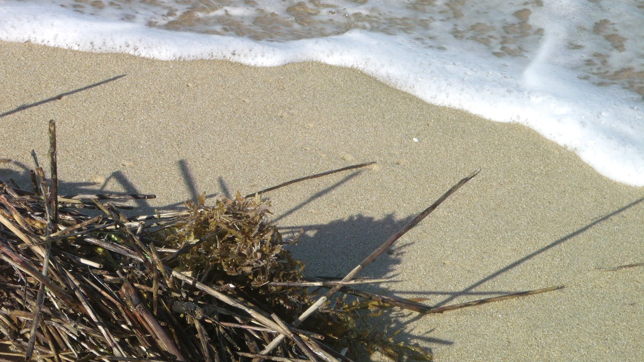 ocean seaweed surf free photo