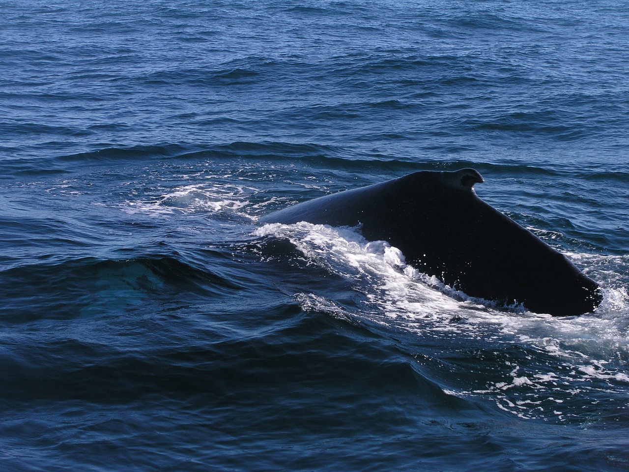 ocean humpback whale free photo