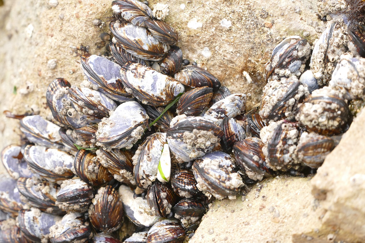 ocean wildlife clams free photo