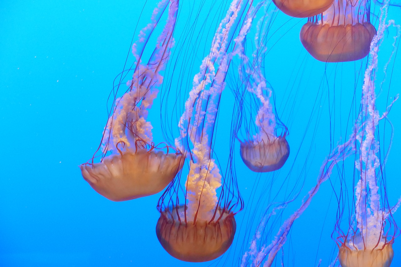 ocean jellyfish aquarium free photo