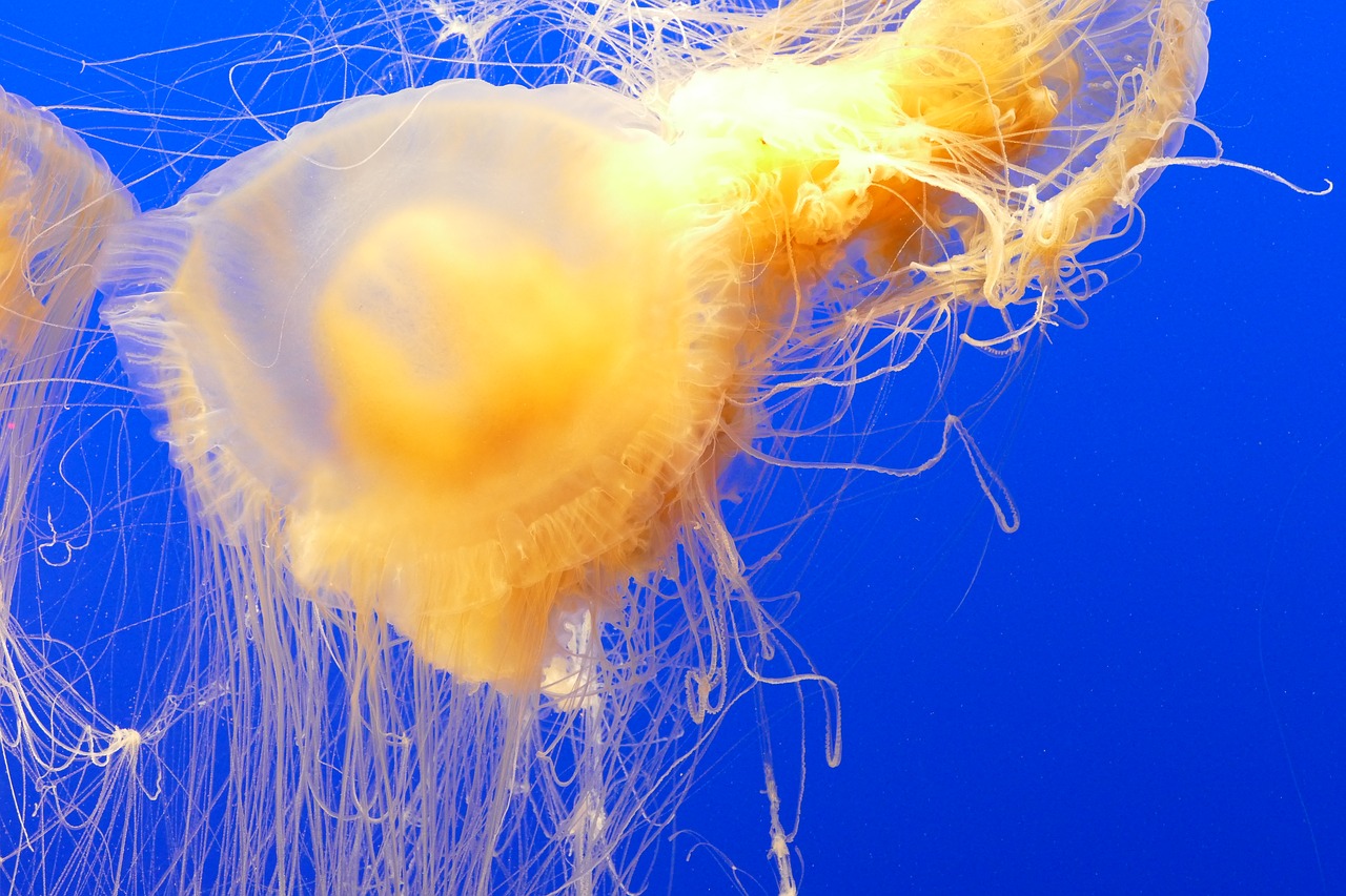 ocean jellyfish aquarium free photo