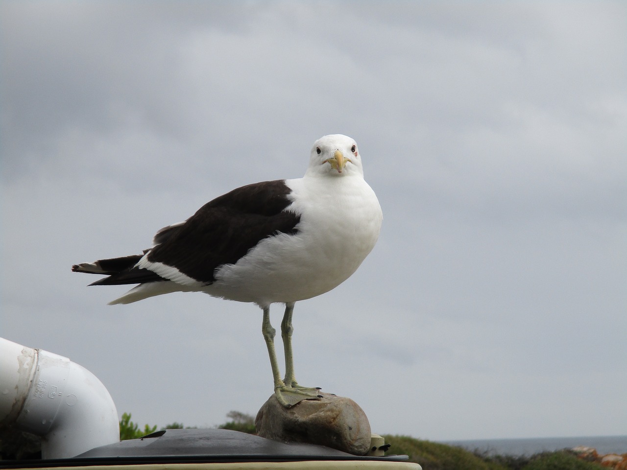 ocean bird nature free photo