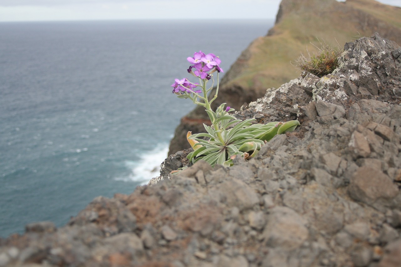 ocean cliff rocks free photo