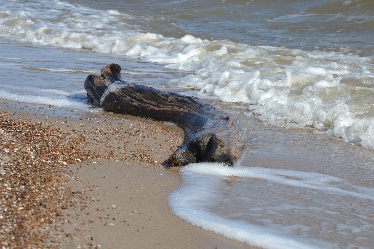 ocean driftwood log free photo