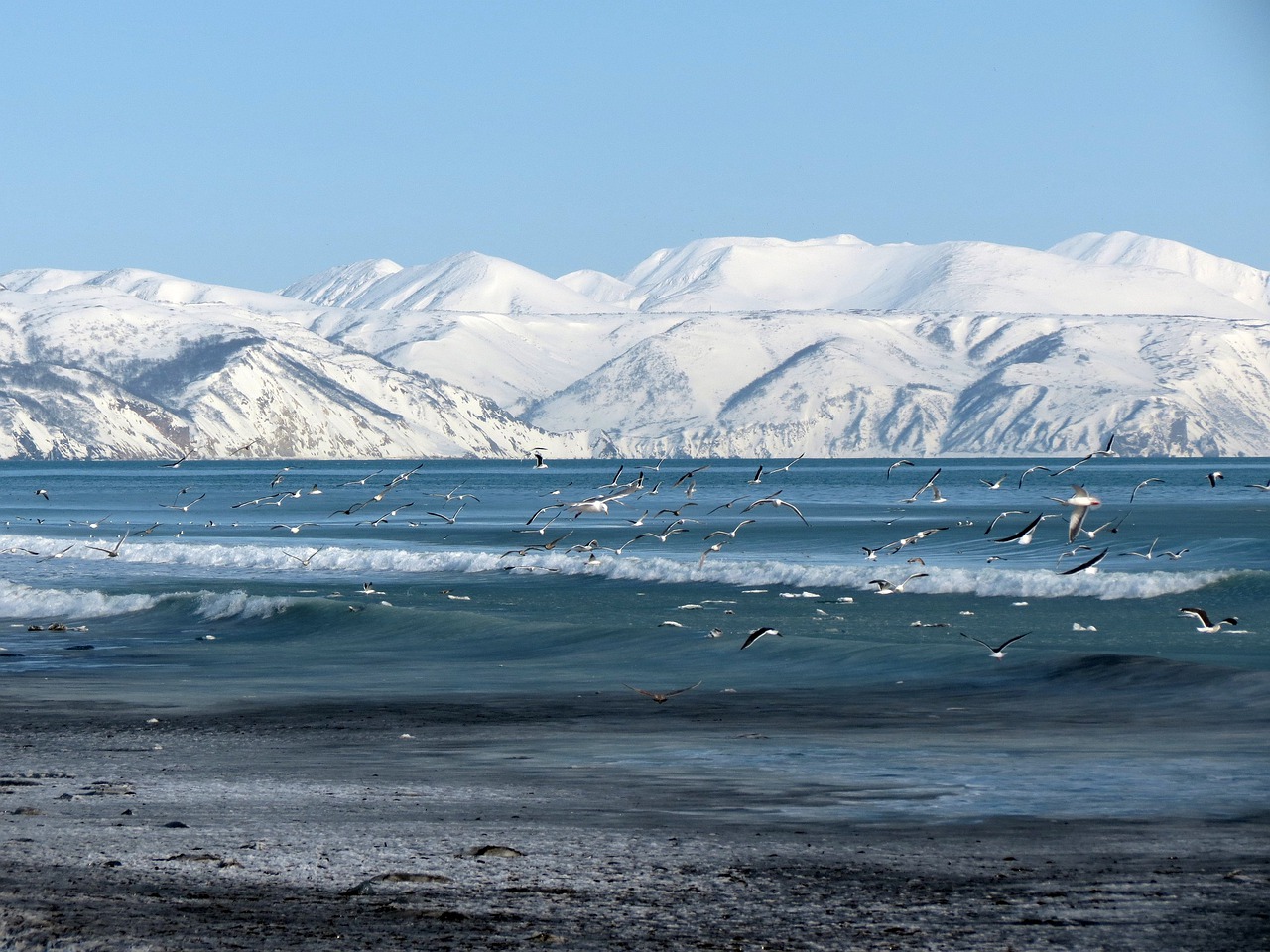 ocean sea beach free photo