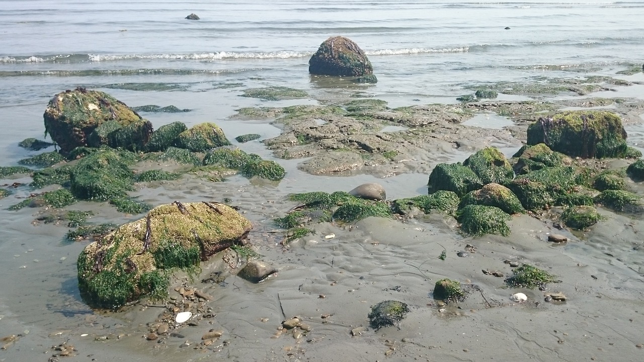 ocean seaweed marine free photo
