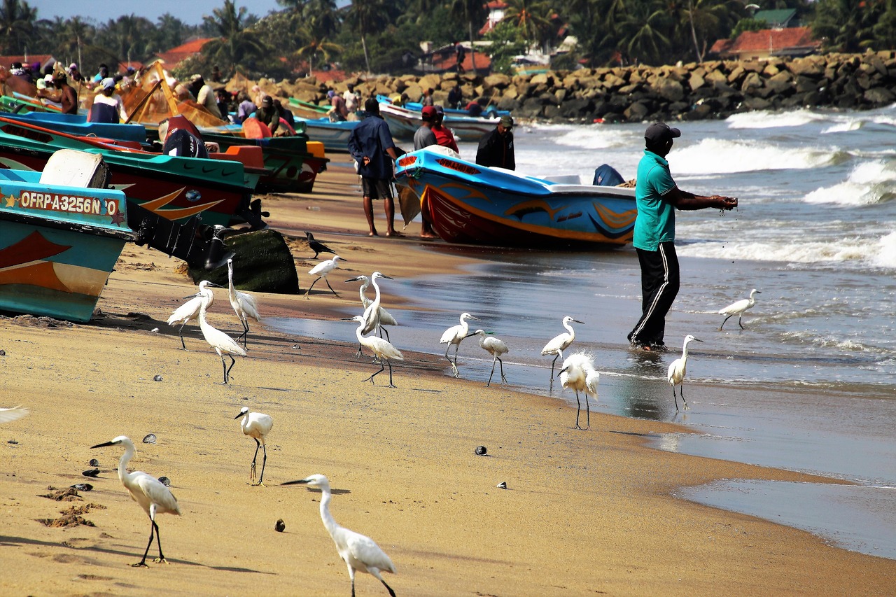 ocean sand birds free photo