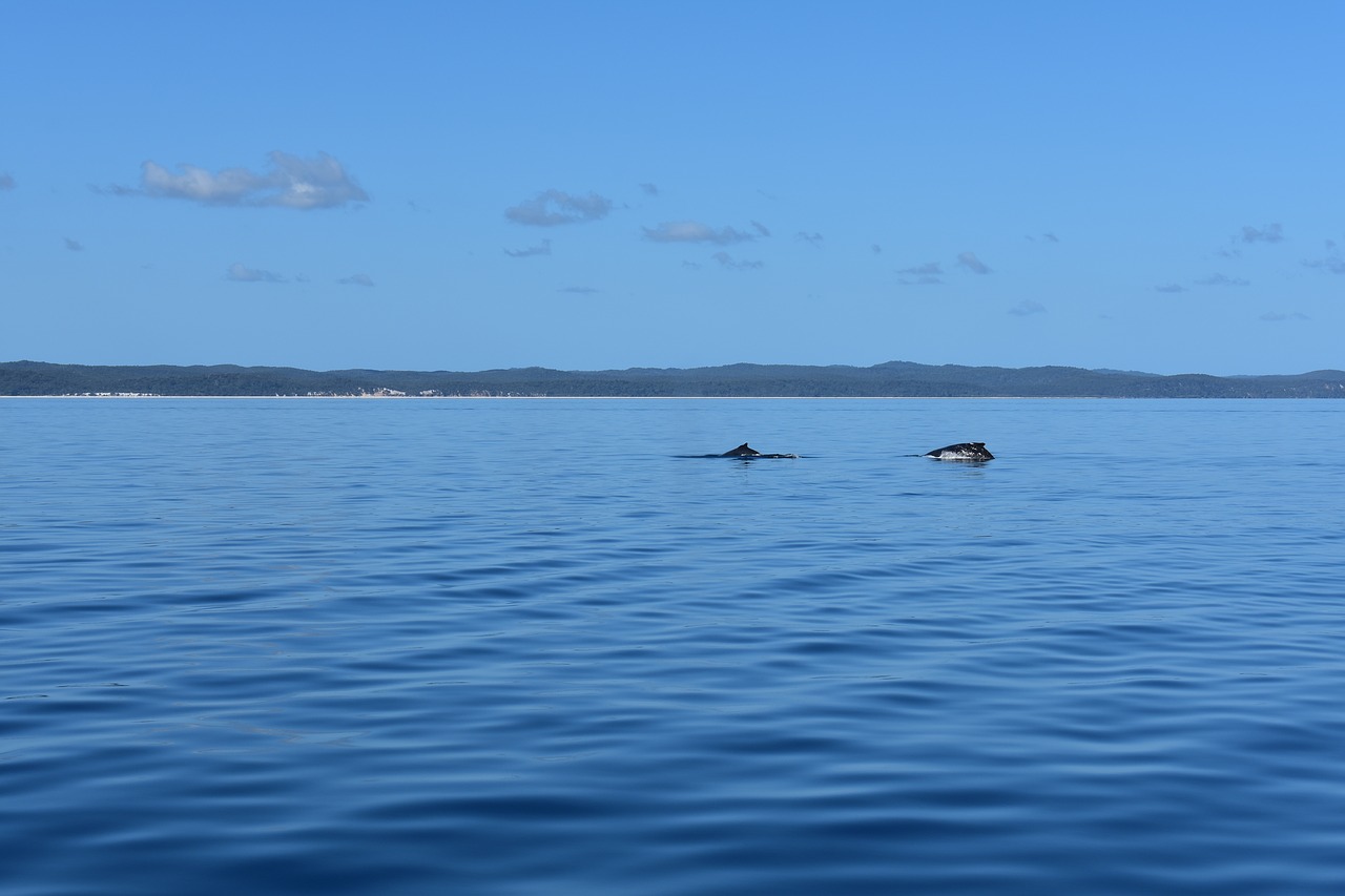 ocean  sea  water free photo