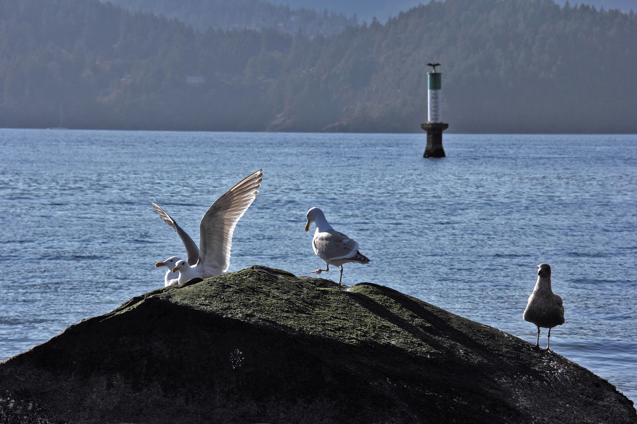 ocean  birds  seagull free photo