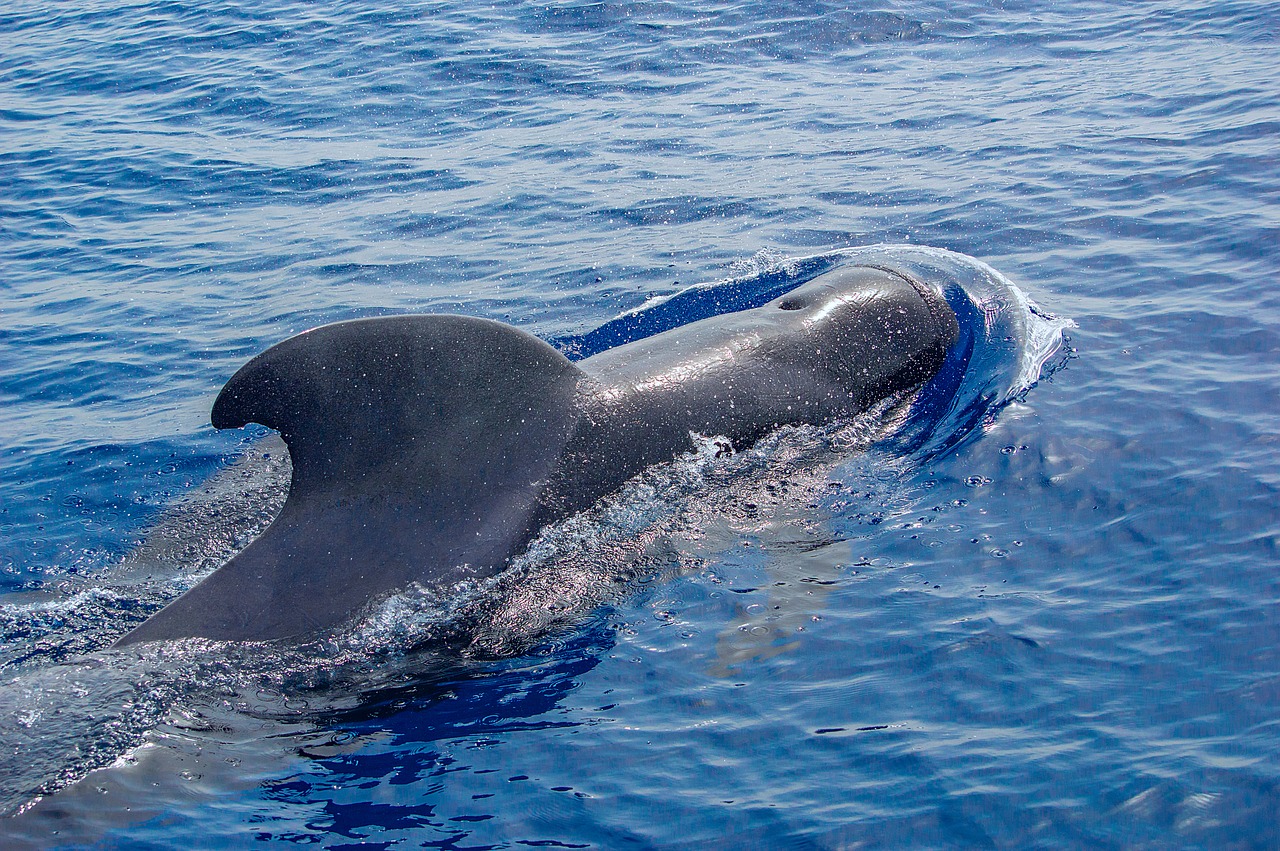 ocean  dolphin  sea free photo