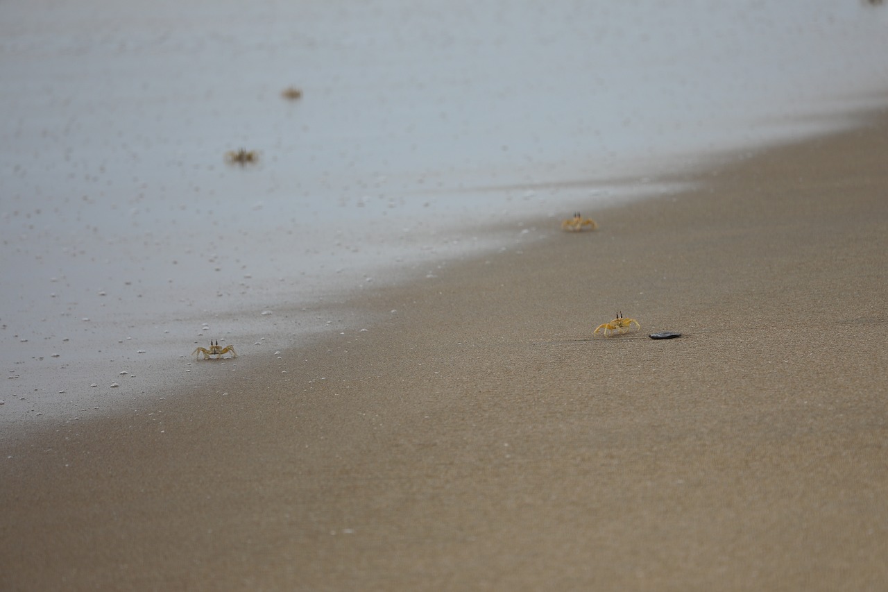 ocean  crab  beach free photo