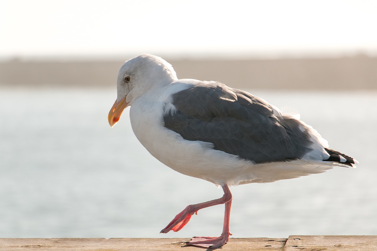 ocean  seabird  seagull free photo