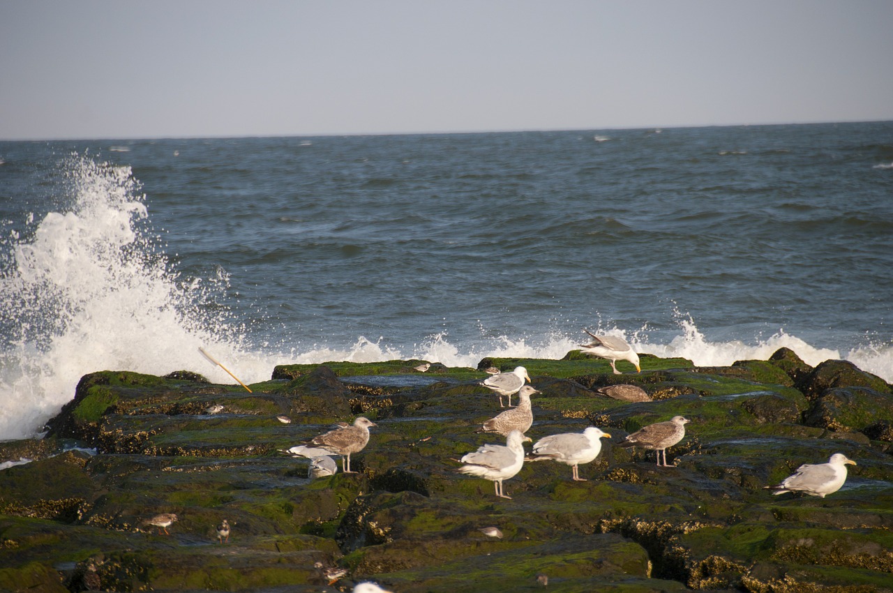 ocean sea rocks free photo