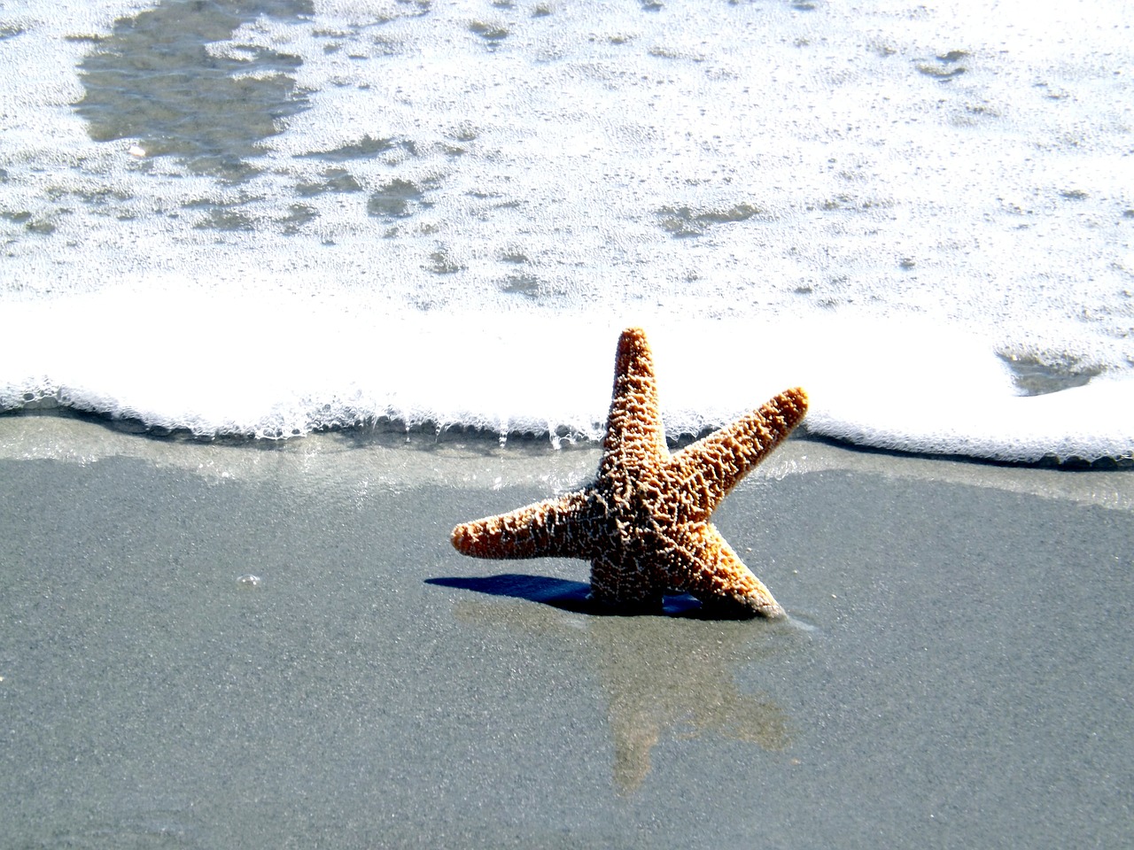 ocean shell star fish free photo