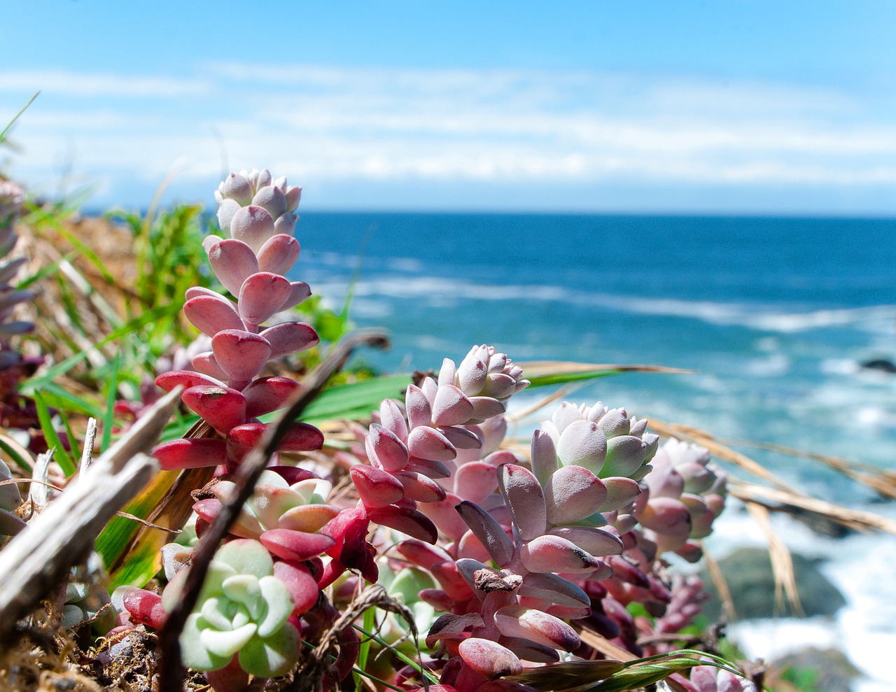 ocean  beach  succulents free photo