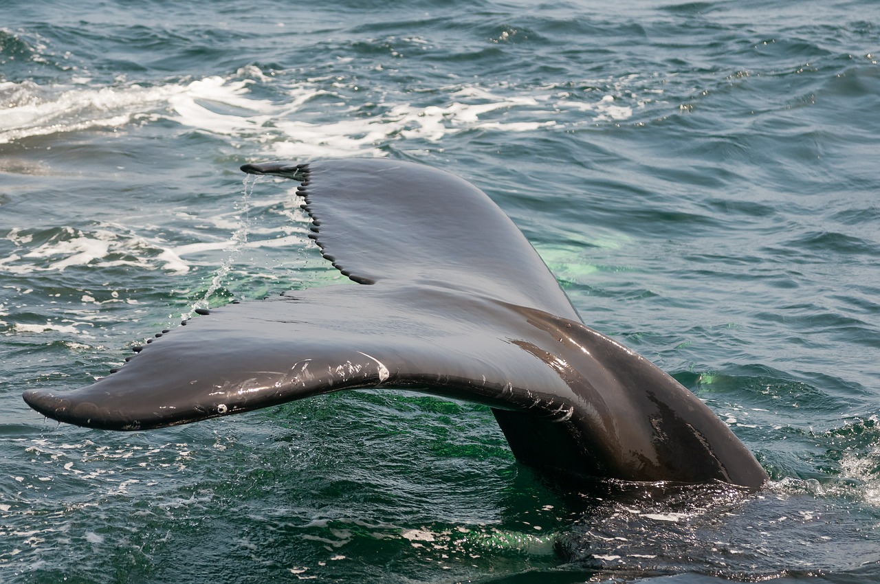 ocean whale tail free photo