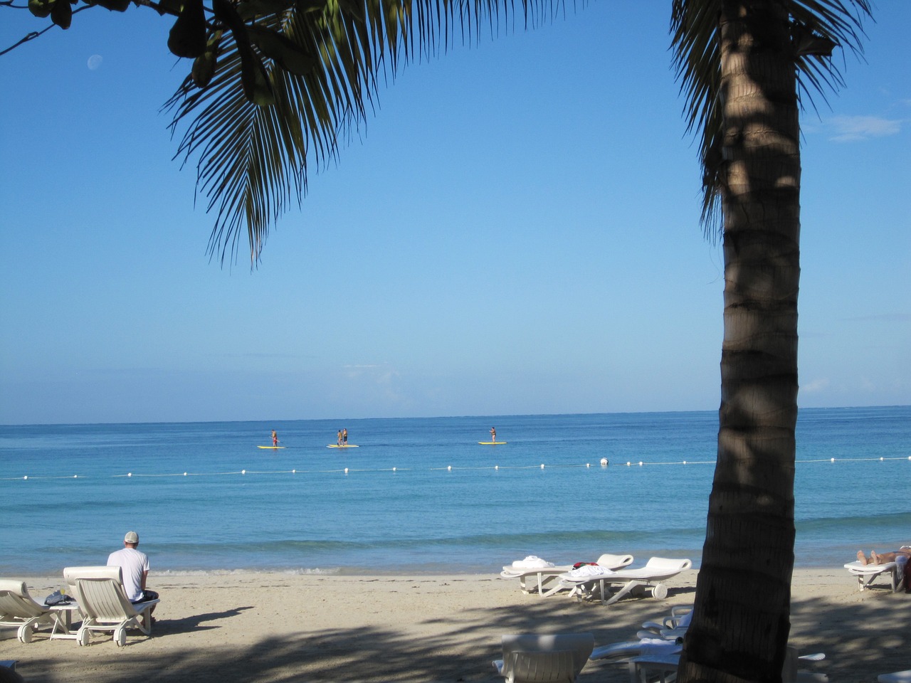 ocean palm tree tropical free photo