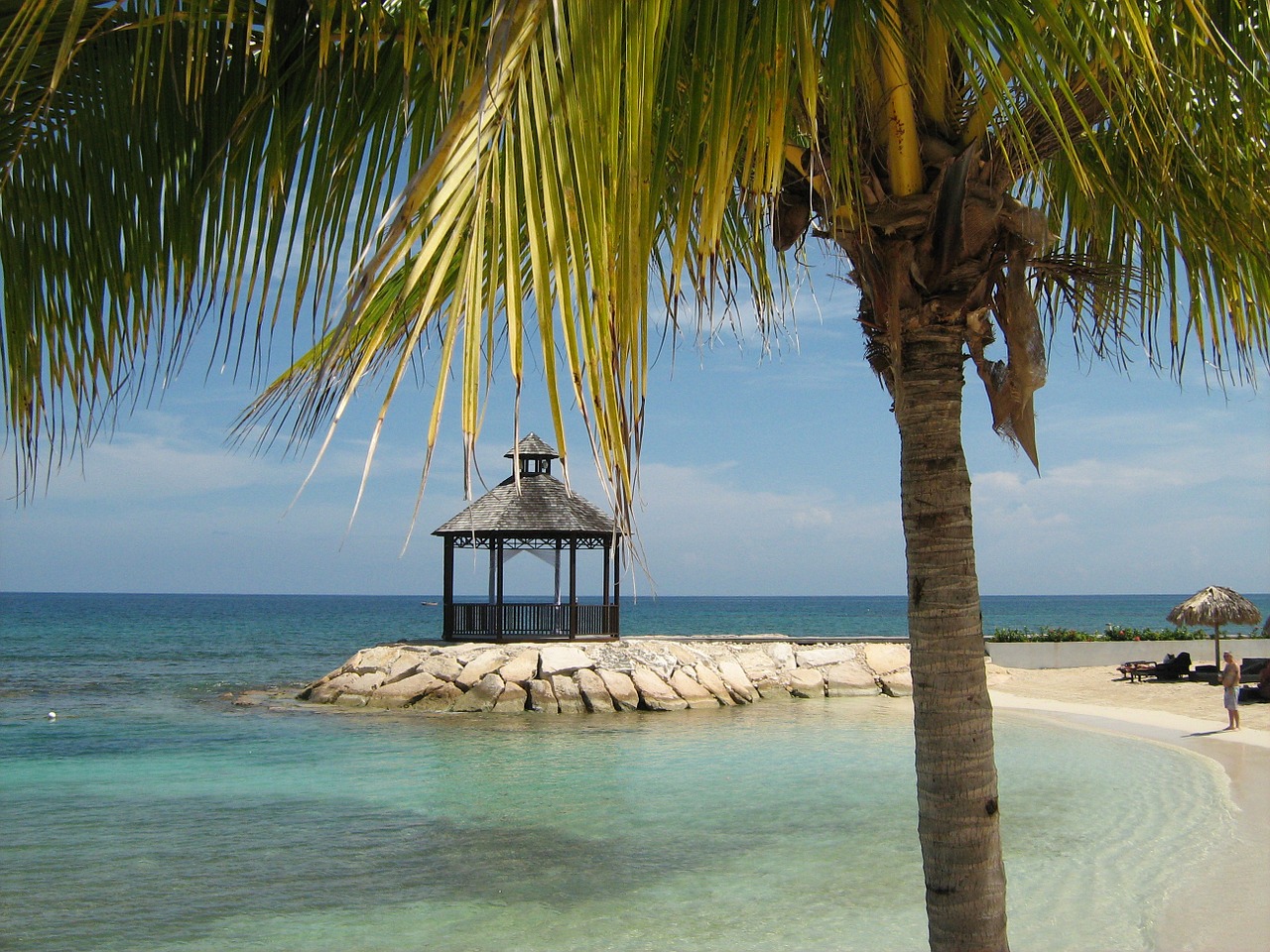 ocean palm tree tropical free photo