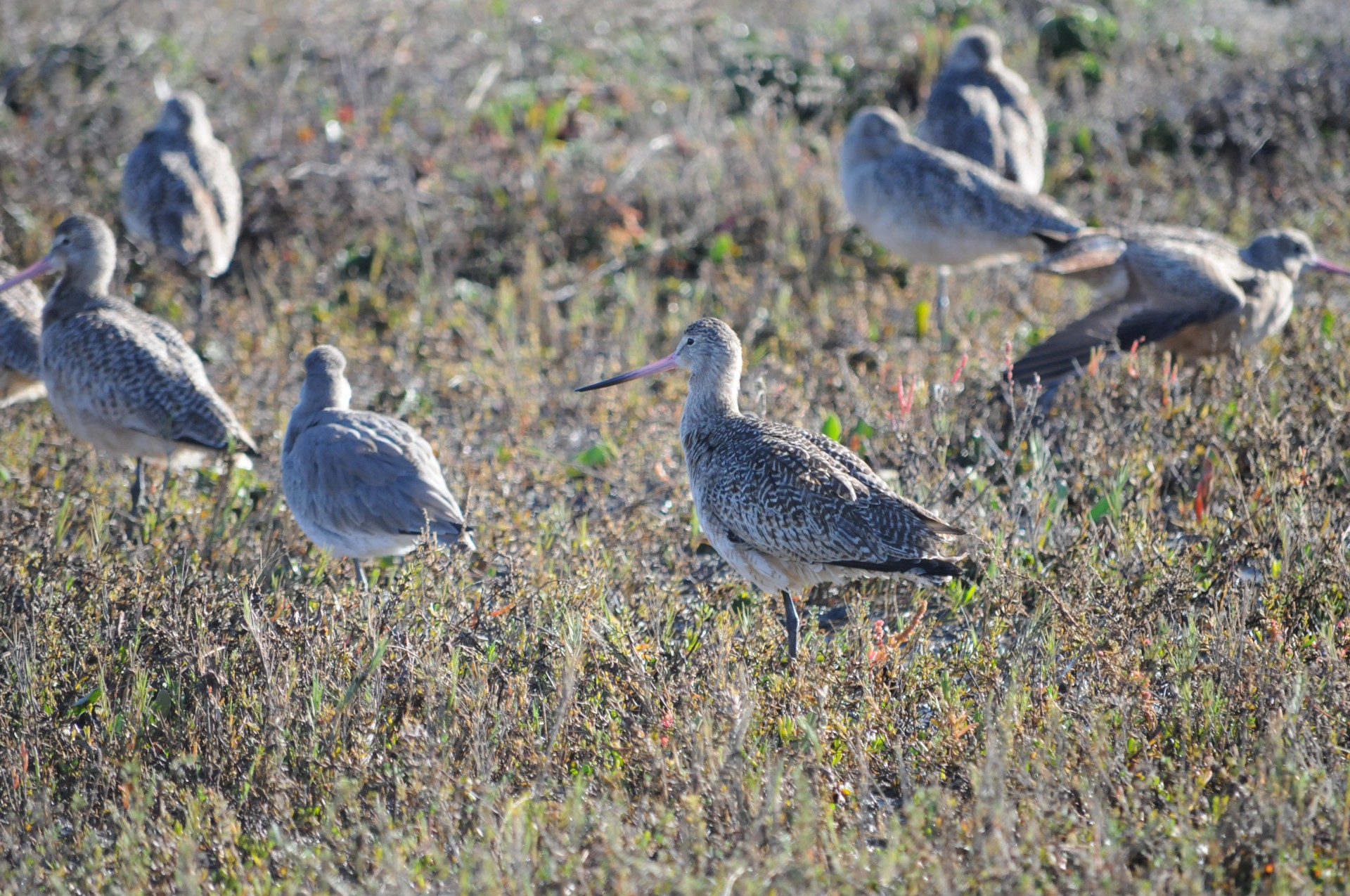 curlew birds long billed curlew free photo