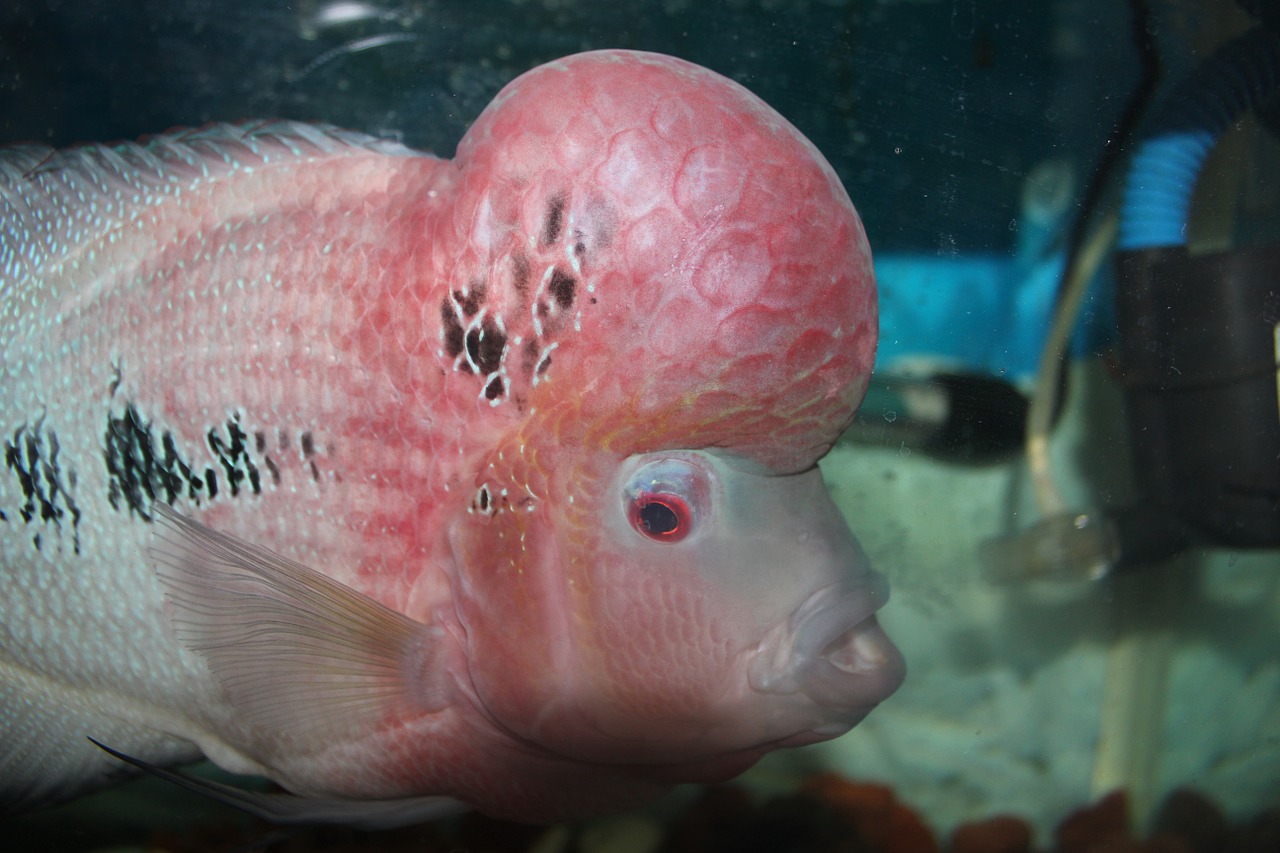 ocean fish the bulk of rohan ocean fish began free photo