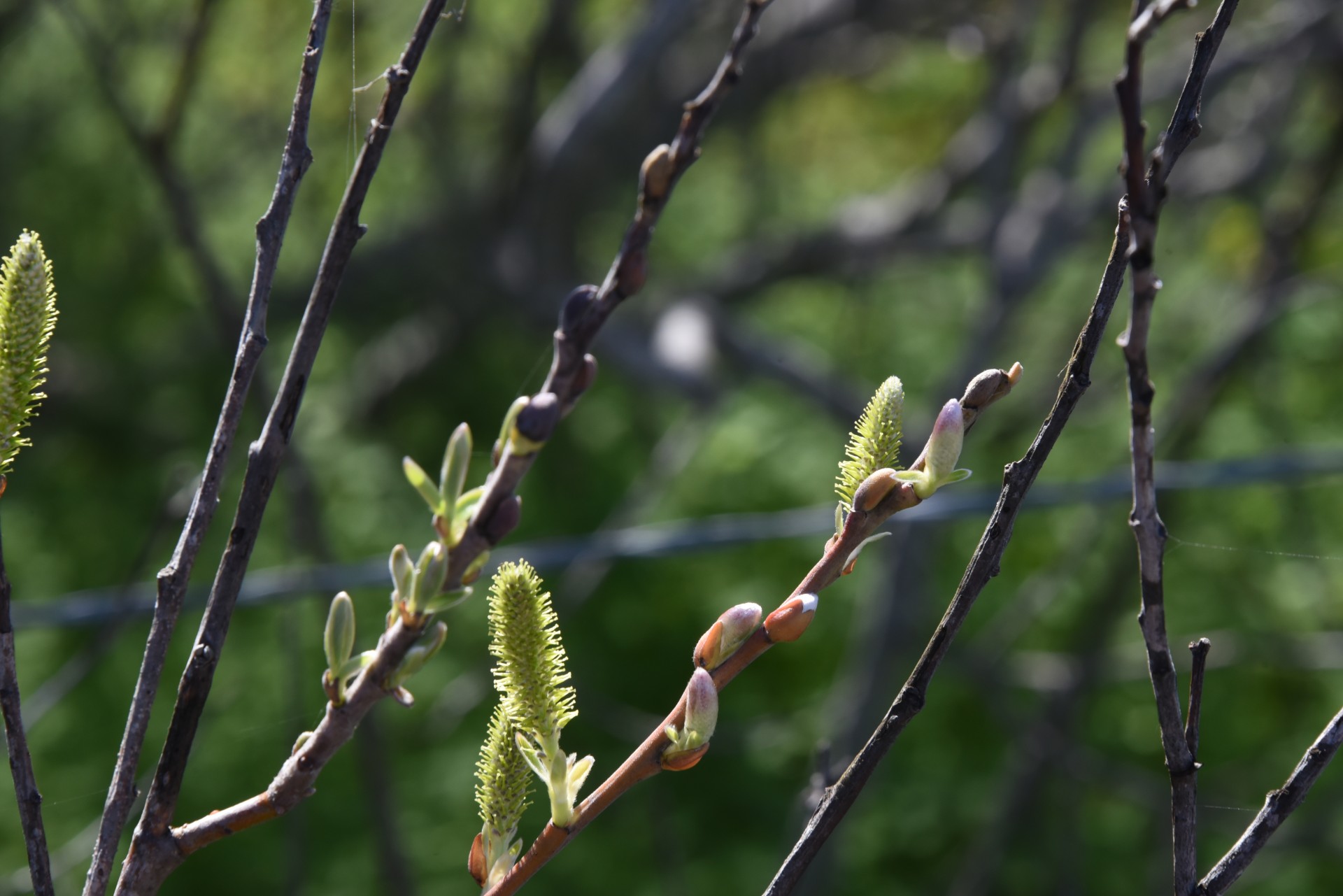 plants buds branch free photo