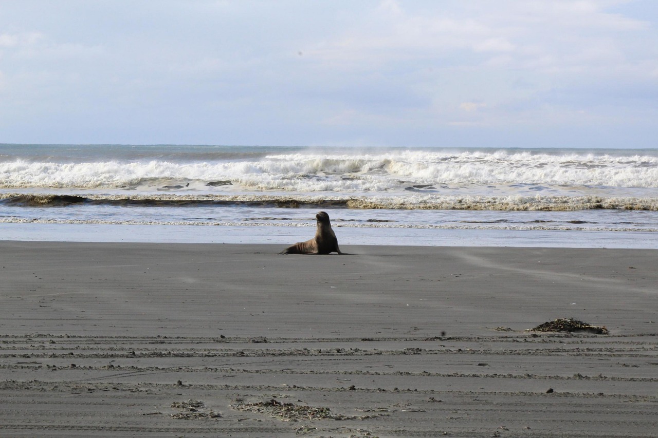 ocean shores  beach  sea lion free photo