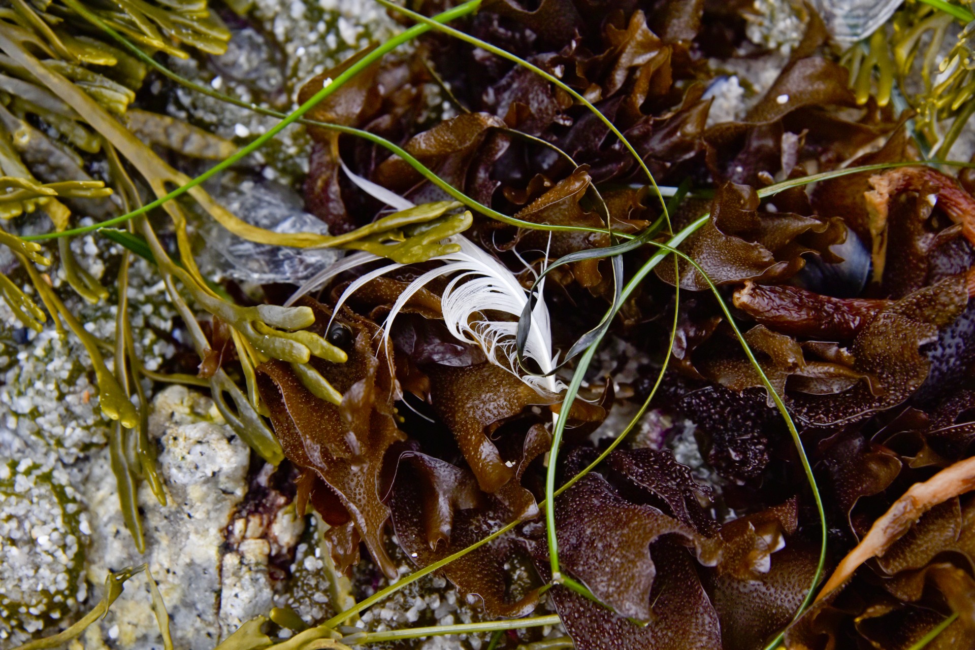 sea seaweed debris free photo