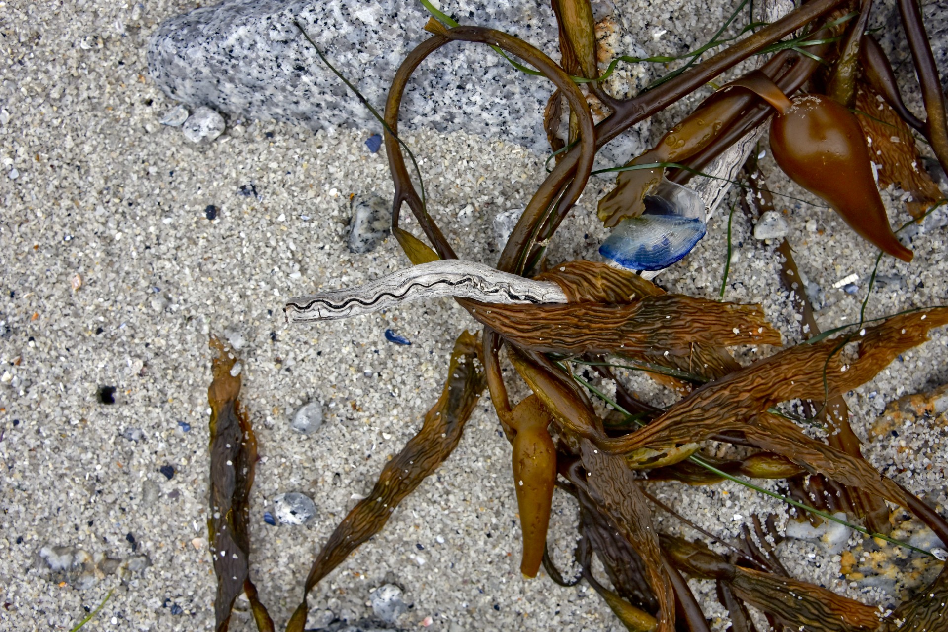 seaweed still life beach stick free photo