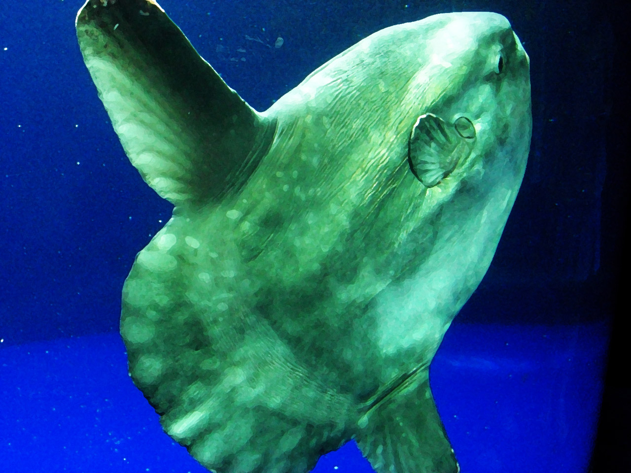 ocean sunfish mola free photo