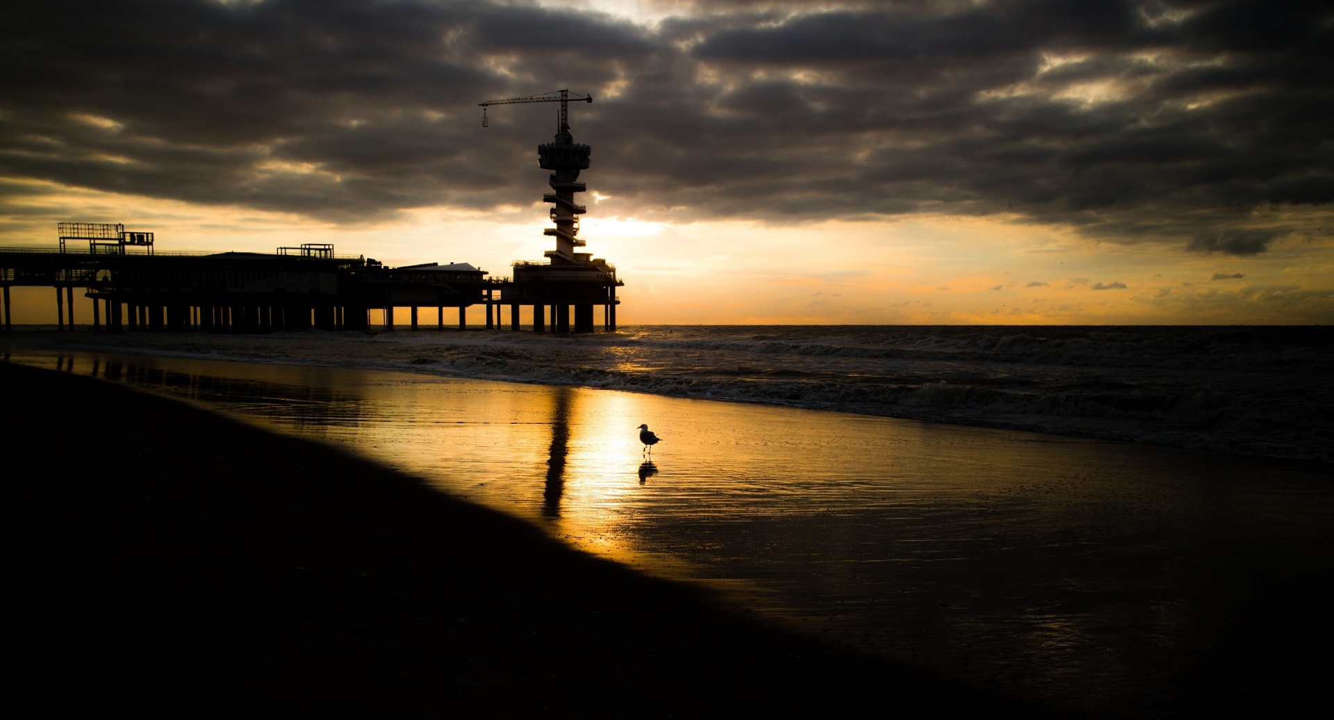 beach sunset gull free photo