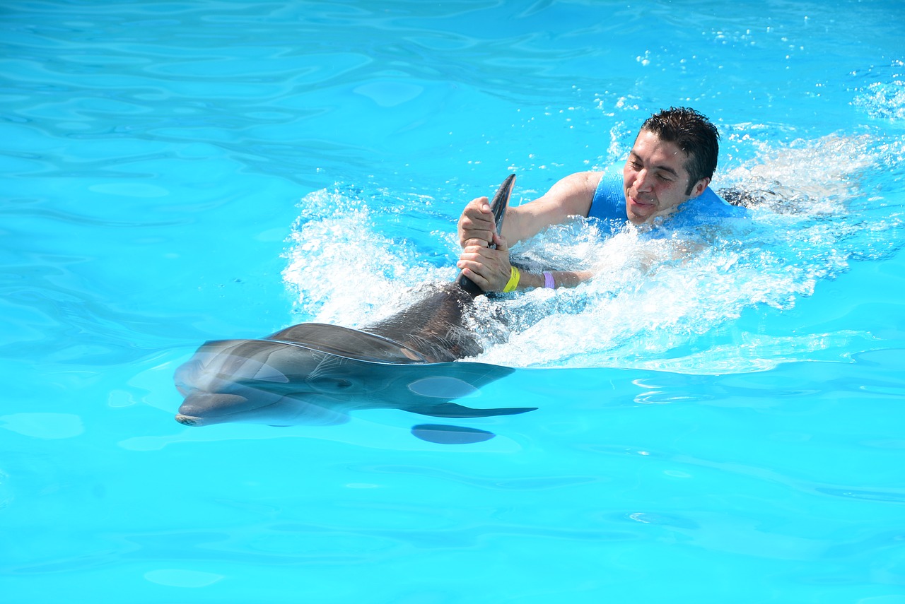 oceanic dolphins dolphins marine life free photo