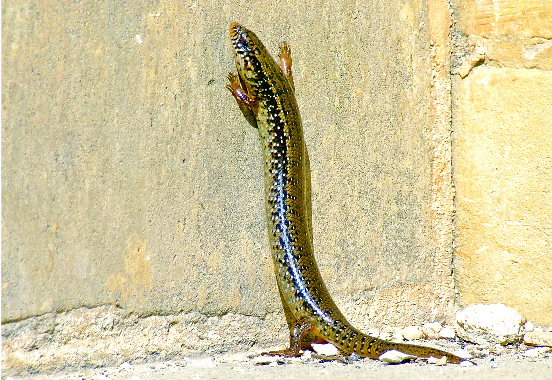 ocellated skink skink lizard free photo
