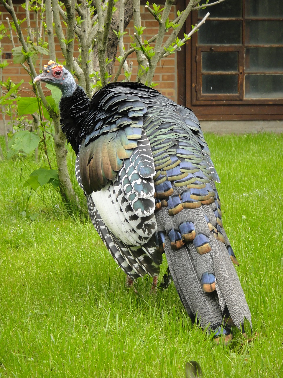 ocellated turkey occelated turkey turkey free photo