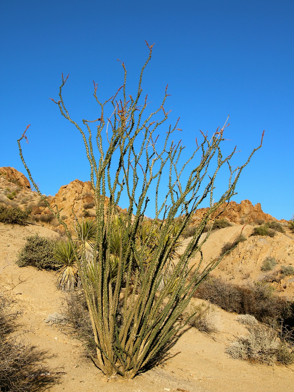 ocotillo fouquieria splendens desert coral free photo